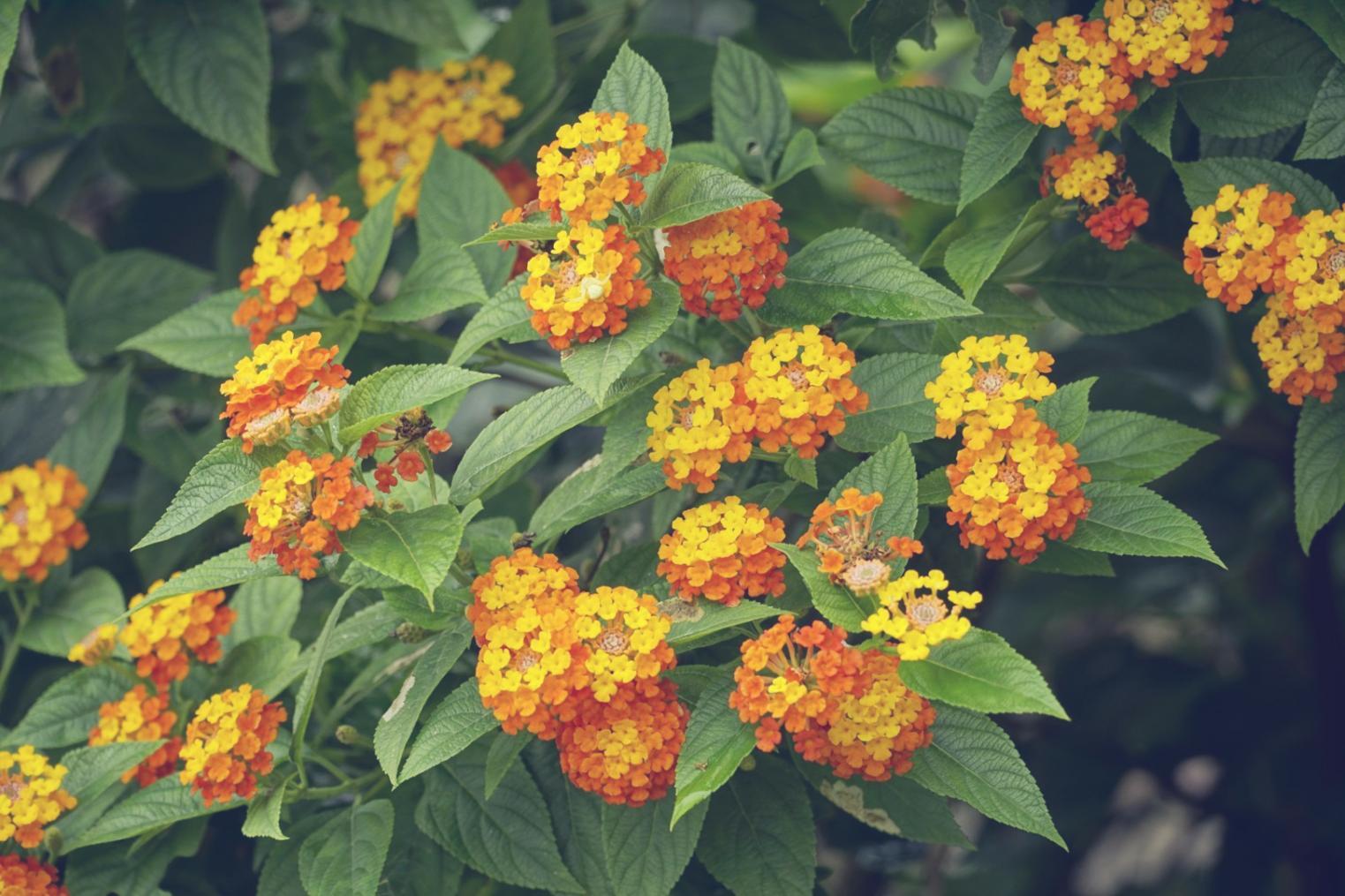 Frische Saisonblumen für den Kurs